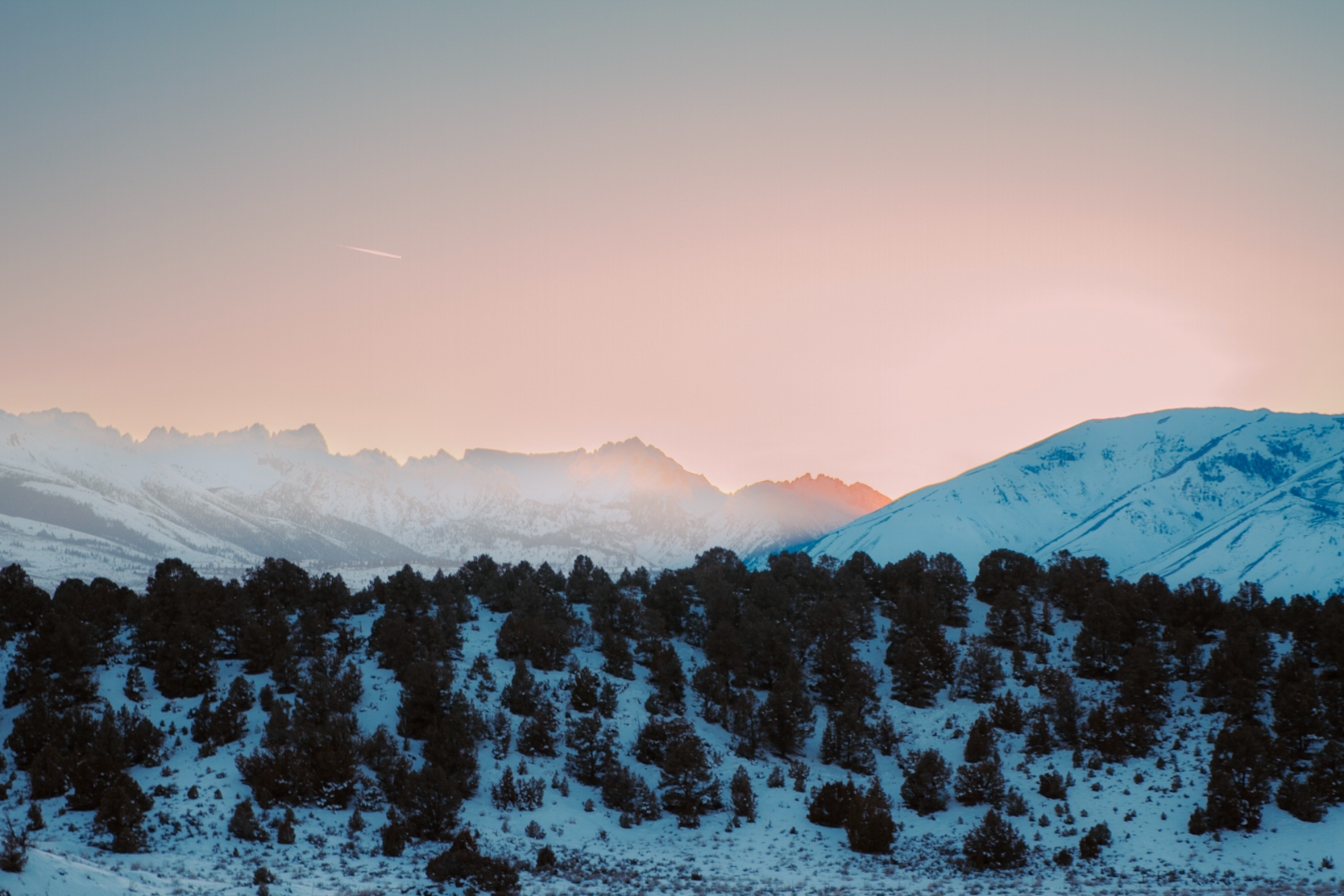 Eastern Sierra snow range at pink sunrise with trees