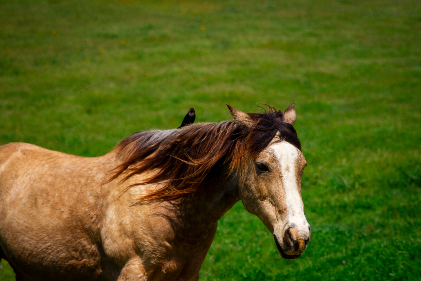 Horse with bird on its back in sunlit green field