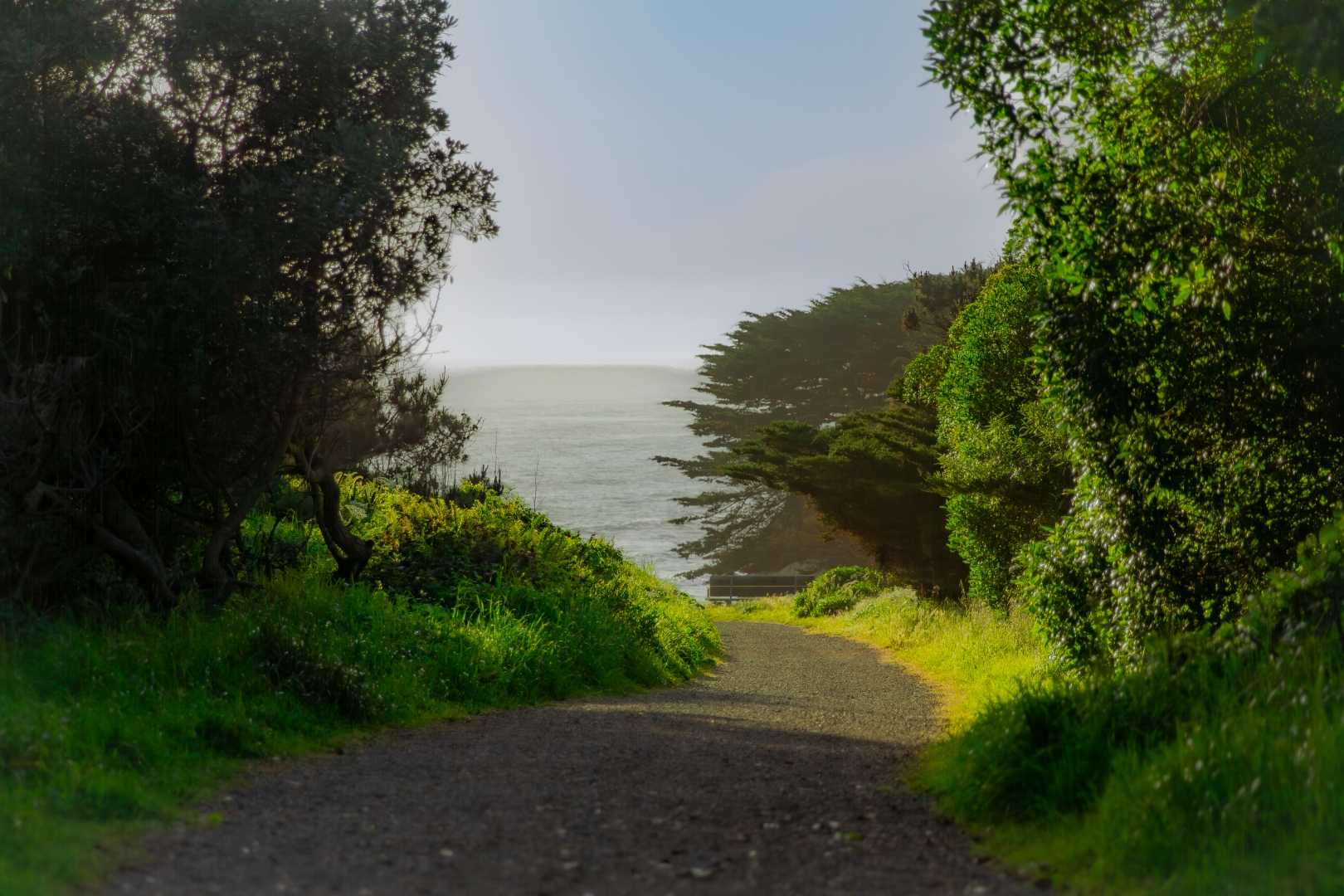 Gravel path framed by trees leading to misty coastline