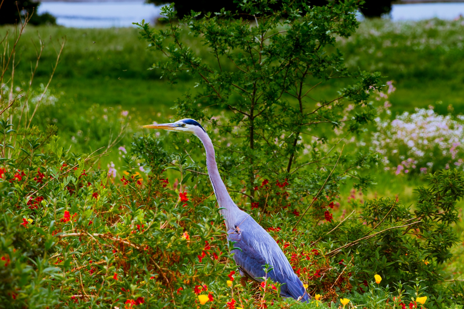 Landscape and Wildlife Photography