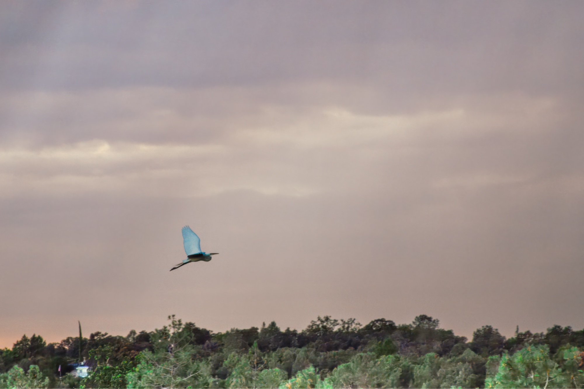 Great blue heron in flight against moody dusk sky
