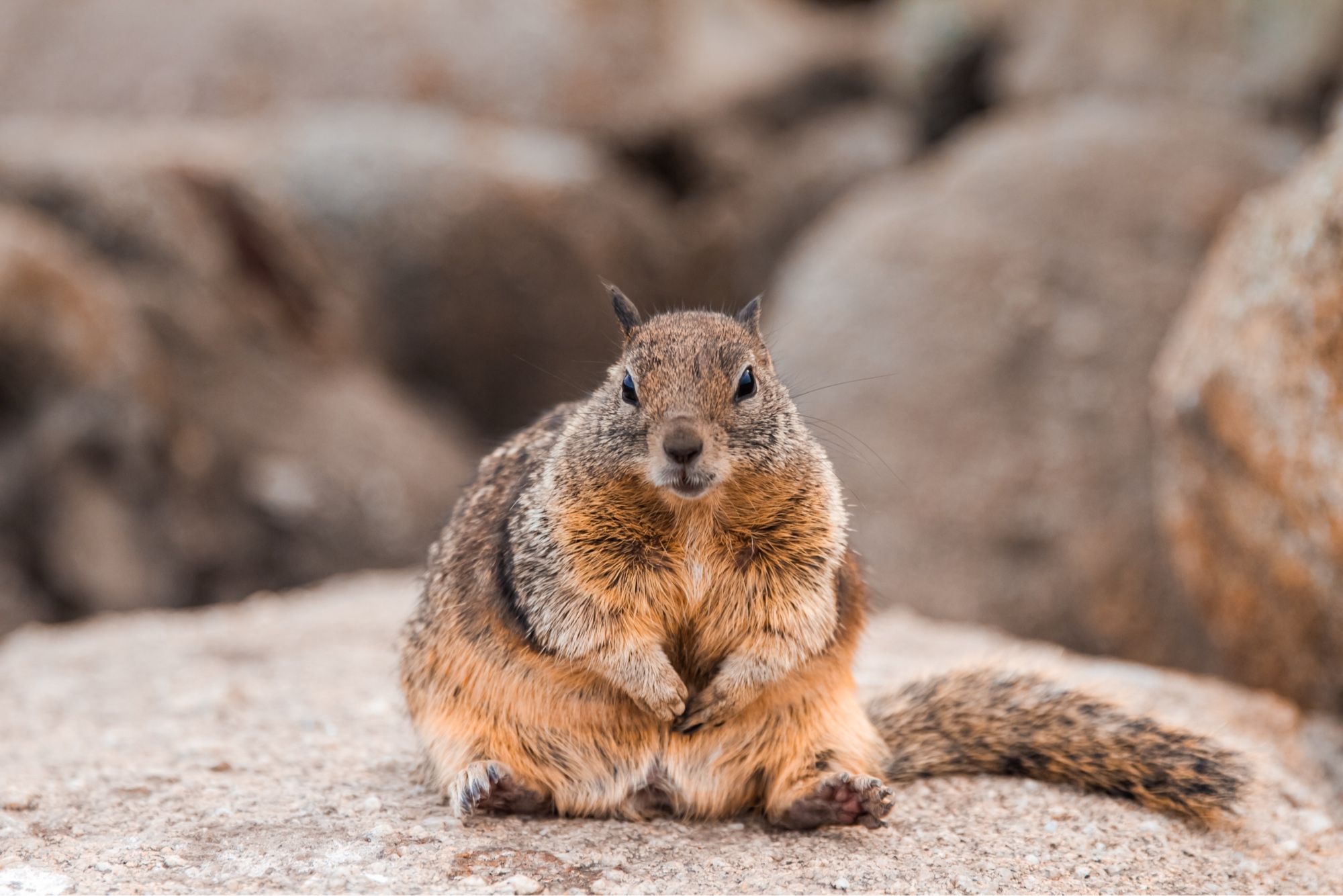 Plump ground squirrel sitting on rock, direct eye contact