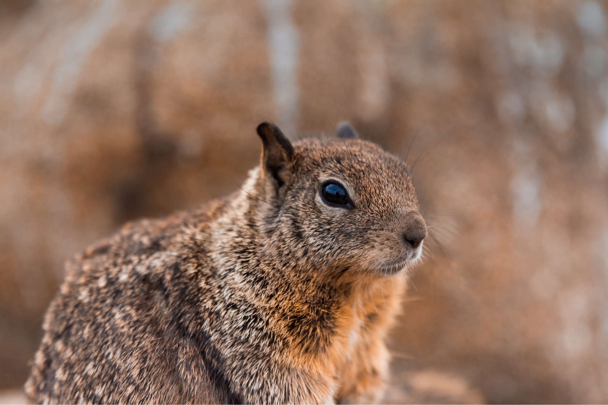 Ground squirrel profile close-up, bokeh background