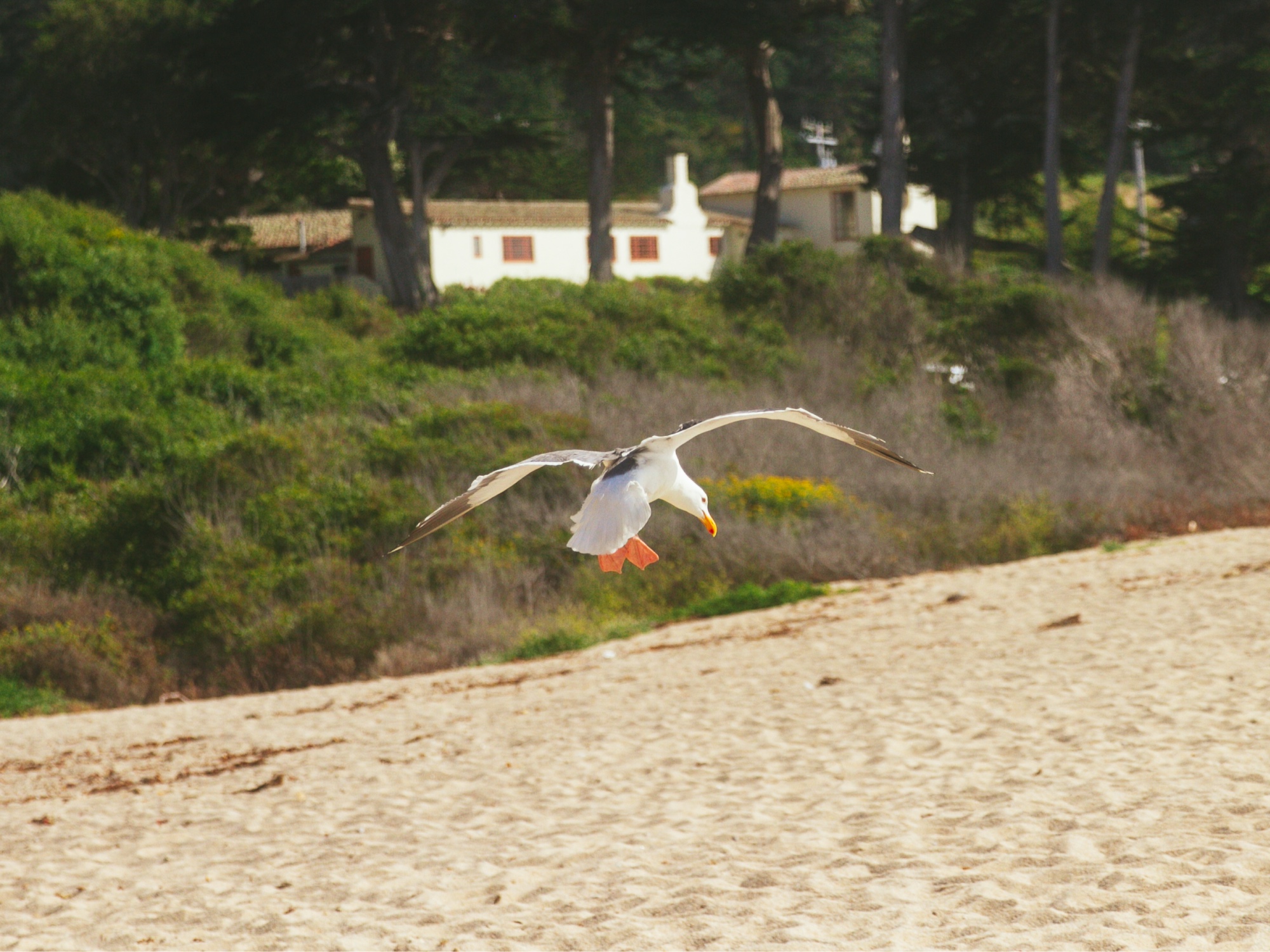 Seagull landing on Carmel beach, wings spread