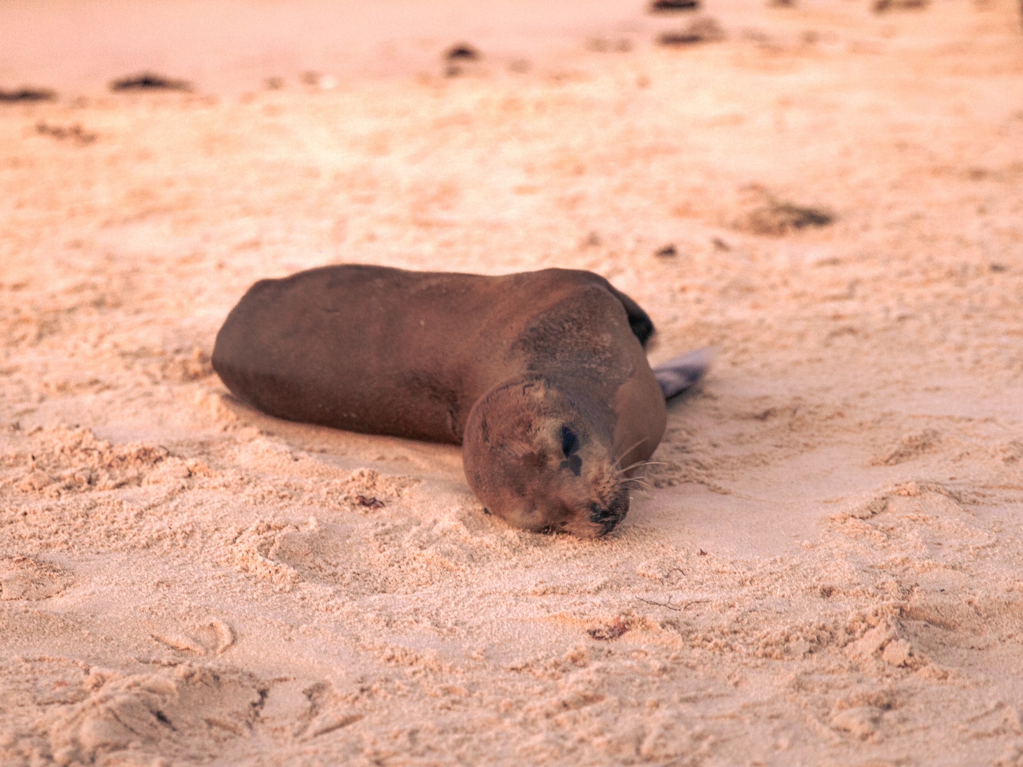 Sea lion pup sleeping on warm sand