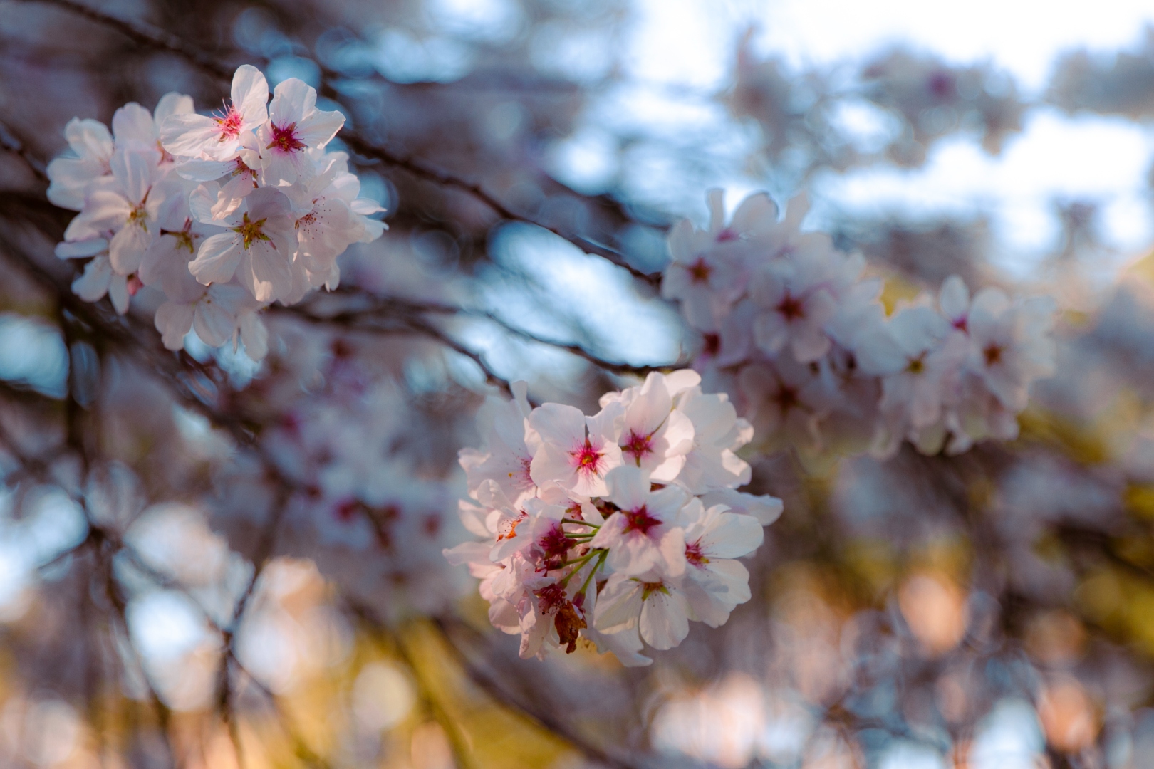 Marty Supreme ping pong ball with reflection on bar surface